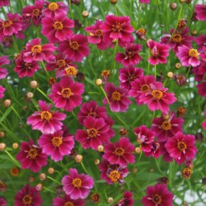 Örvényes lángvirág (Coreopsis verticillata 'Twinklebells Pink')