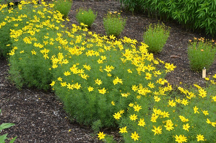 Örvényes lángvirág (Coreopsis verticillata 'Zagreb')