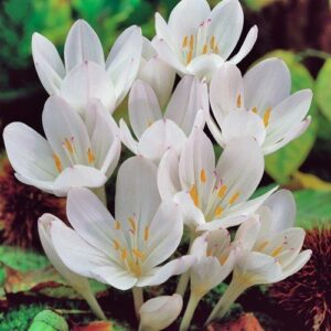 Őszi kikerics (Colchicum autumnale album)