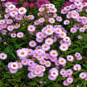Őszi őszirózsa (Aster novi-belgii 'Sarah Ballard')