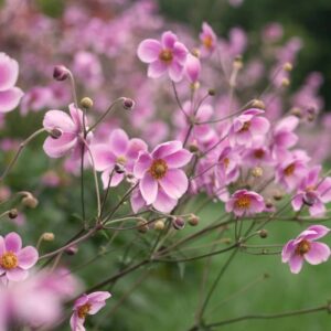 Őszi szellőrózsa (Anemone tomentosa 'Robustissima')