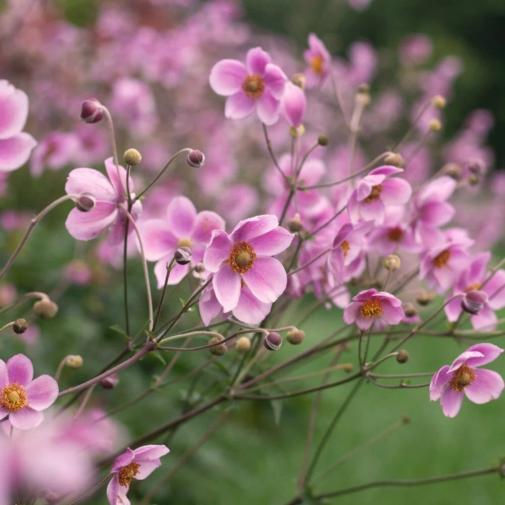 Őszi szellőrózsa (Anemone tomentosa 'Robustissima')