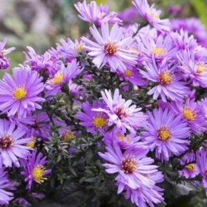 Őszirózsa (Aster novi-angliae)