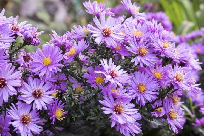 Őszirózsa (Aster novi-angliae)
