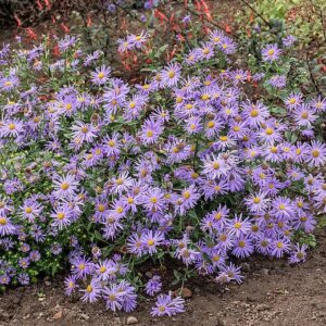 Őszirózsa (Aster thomsonii)