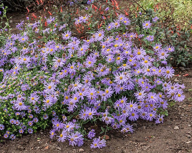 Őszirózsa (Aster thomsonii)