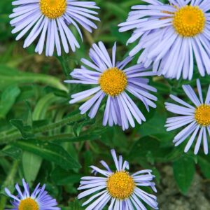 Őszirózsa (Aster tongolensis 'Wartburgstem')
