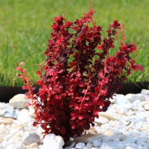 Oszlopos vörös levelű japán borbolya (Berberis thunbergii 'Red Rocket')