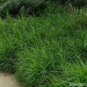 Pálmalepelű sás (Carex muskingumensis)