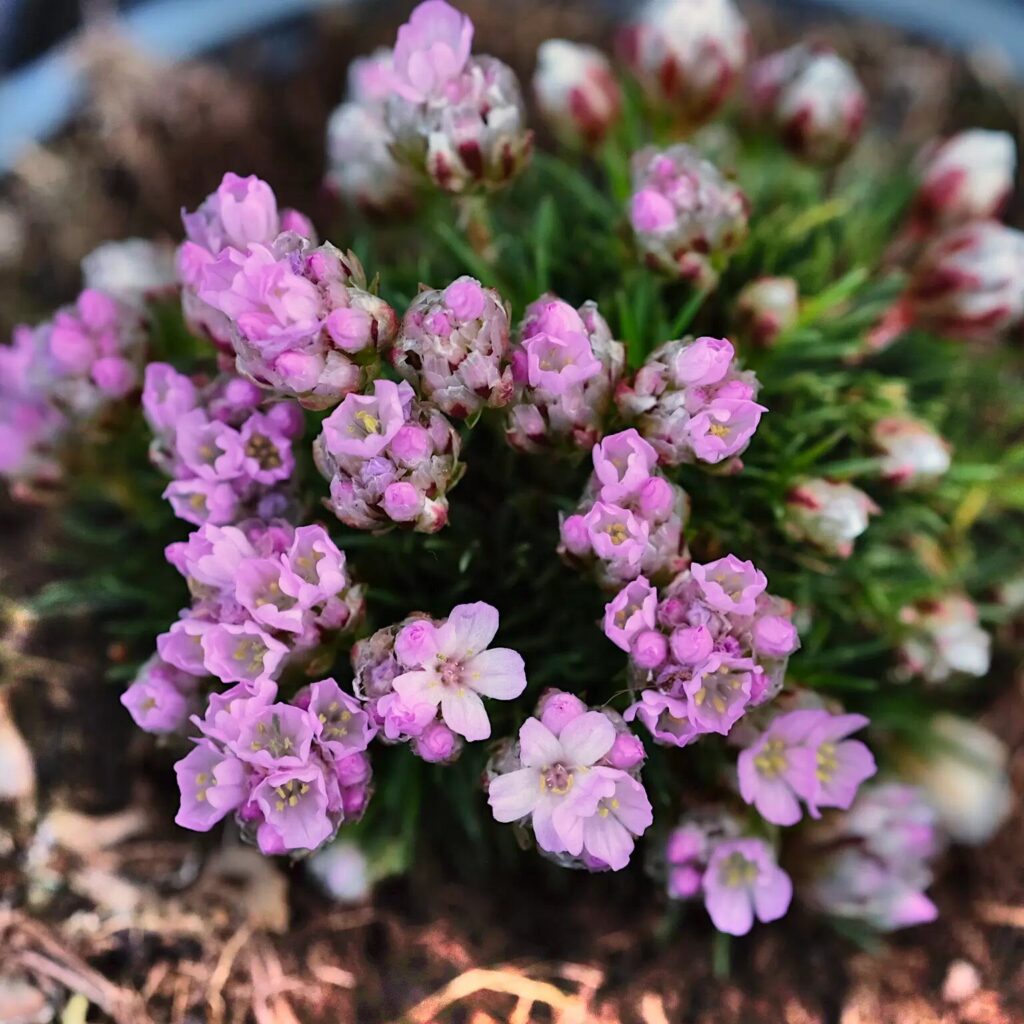 Parti szegfű (Armeria juniperifolia)