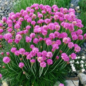 Parti szegfű (Armeria maritima 'Armada Pink')