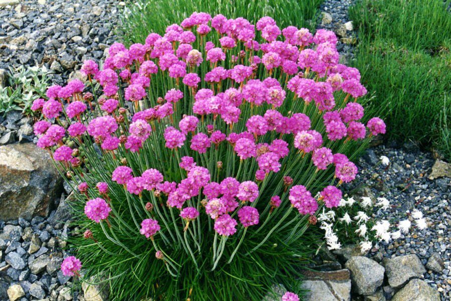 Parti szegfű (Armeria maritima 'Armada Pink')