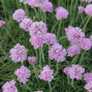Parti szegfű (Armeria maritima 'Schöne von Fellbach')