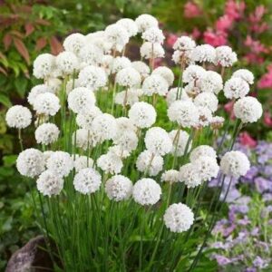Pázsitszegfű (Armeria maritima 'Alba')