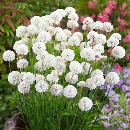 Pázsitszegfű (Armeria maritima 'Alba')