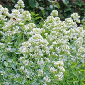 Piros sarkantyúka (Centranthus ruber 'Albus')