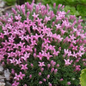 Ragyogó galaj (Asperula nitida)
