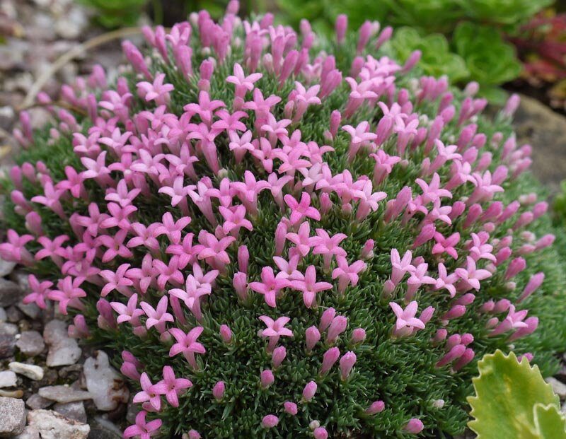 Ragyogó galaj (Asperula nitida)