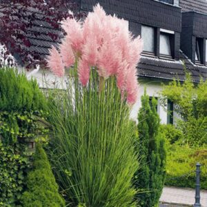 Rózsaszín pampafű (Cortaderia selloana 'Rosea')