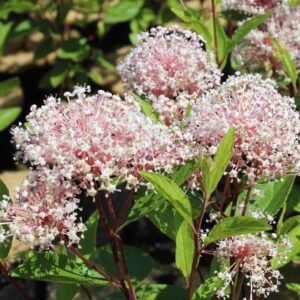 Rózsaszín varázscserje (Ceanothus pallidus 'Marie Simon')