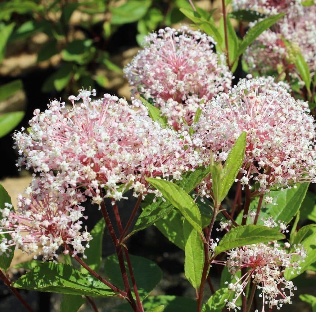 Rózsaszín varázscserje (Ceanothus pallidus 'Marie Simon')
