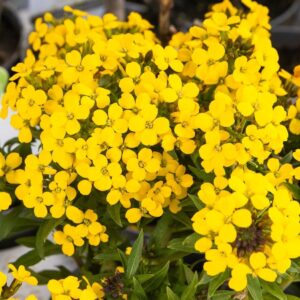 Sárgafüzér (Erysimum 'Canaries Goldfinch')