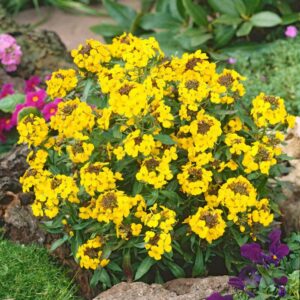 Sárgafüzér (Erysimum 'Canaries Yellow')