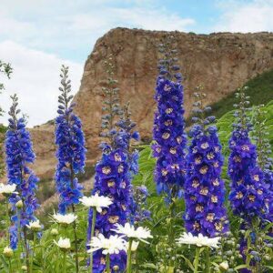 Szarkaláb (Delphinium culturom)