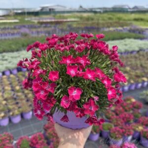 Szegfű (Dianthus 'Beauties Hana Scarlet')