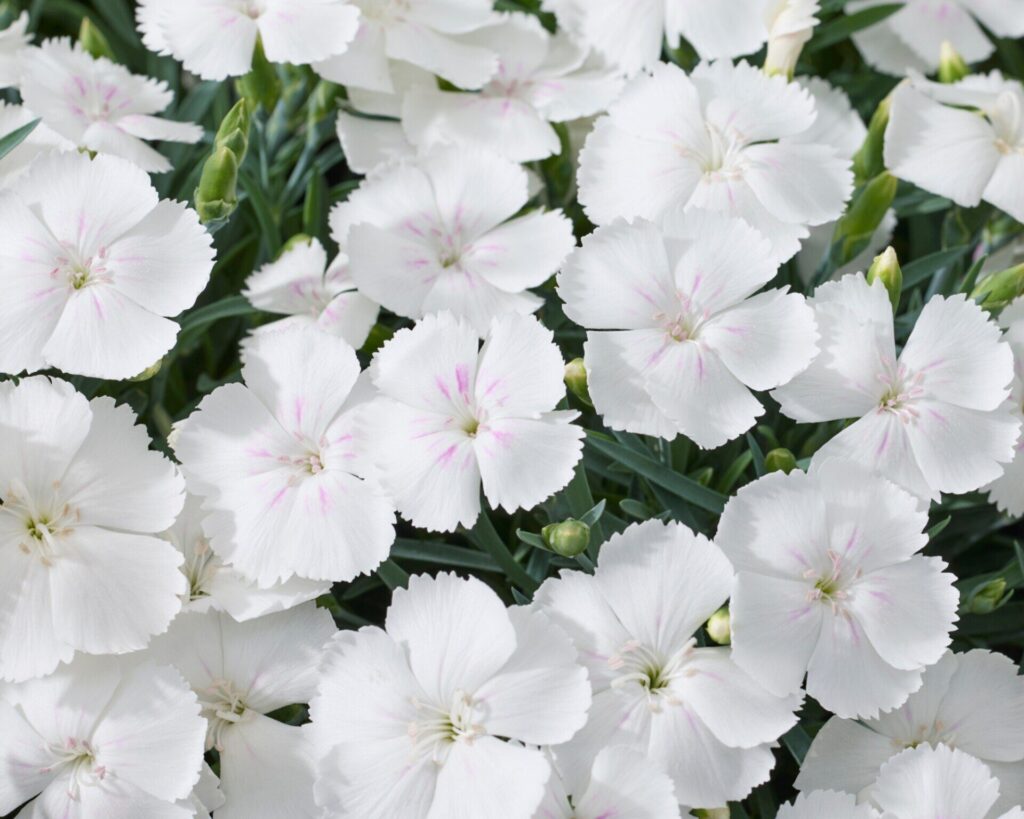 Szegfű (Dianthus 'Beauties Romee')