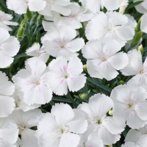 Szegfű (Dianthus 'Beauties Romee')