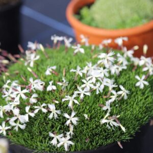 Szegfű (Dianthus 'Berlin Snow')