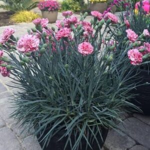 Szegfű (Dianthus 'Devon Cottage')