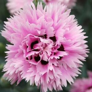 Szegfű (Dianthus 'Fizzy')