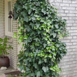 Tarka borostyán (Hedera helix 'Gloria de Marengo')