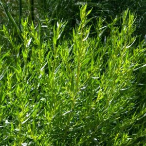 Tárkony (Artemisia dracunculus 'French Tarragon')