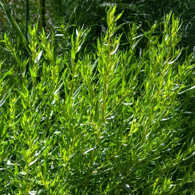 Tárkony (Artemisia dracunculus 'French Tarragon')