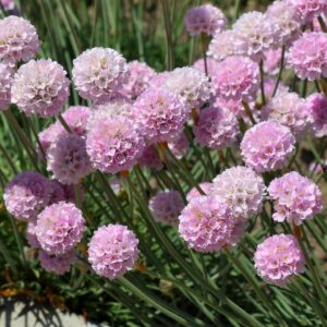 Tengerparti pázsitszegfű (Armeria maritima 'Rosea')