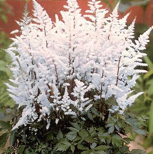 Tollbuga (Astilbe arendsii 'Bumalda')
