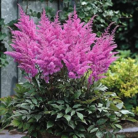 Tollbuga (Astilbe arendsii 'Gloria Purpurea')