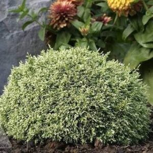 Törpe japán hamisciprus (Chamaecyparis pisifera 'White Pygmy')