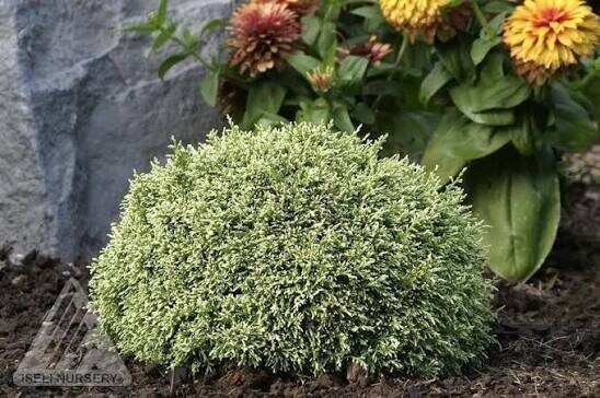 Törpe japán hamisciprus (Chamaecyparis pisifera 'White Pygmy')