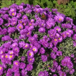Törpe őszirózsa (Aster dumosus 'Kassel')