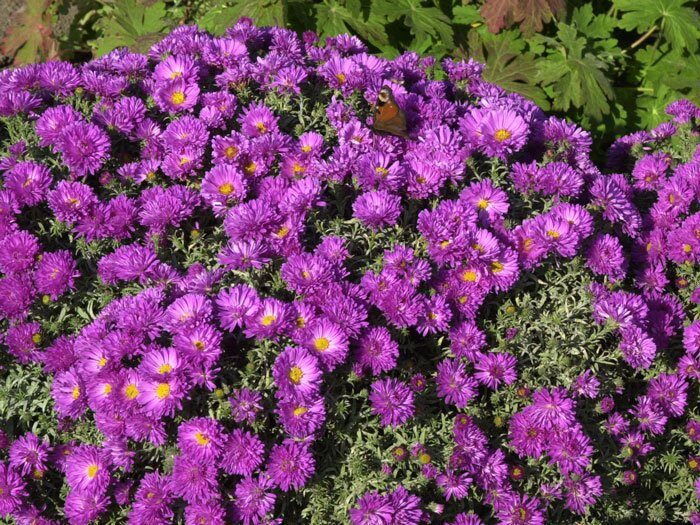 Törpe őszirózsa (Aster dumosus 'Kassel')