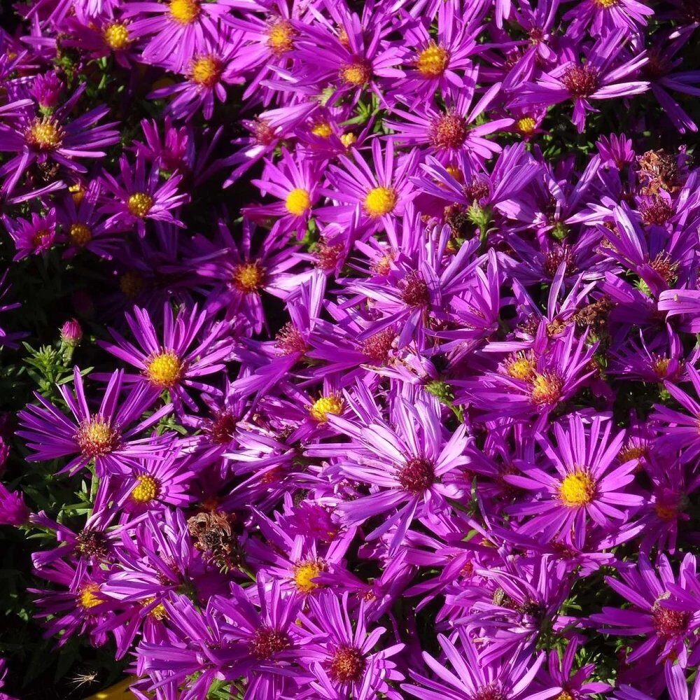 Törpe őszirózsa (Aster dumosus 'Purple Diamond')