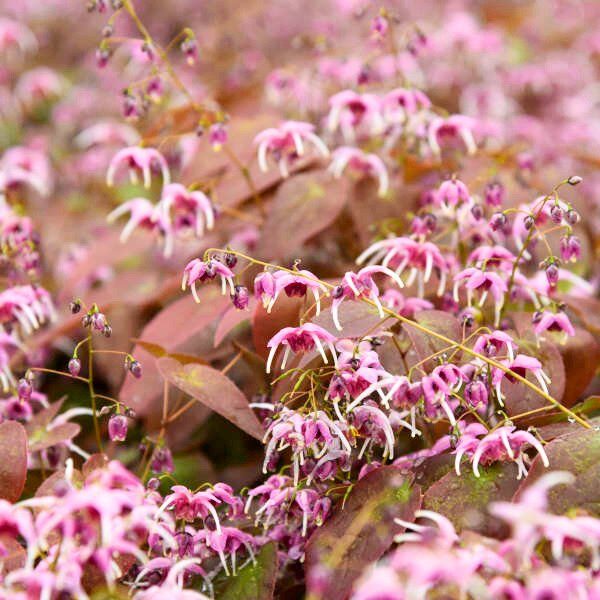 Tündérvirág (Epimedium 'Pretty In Pink')