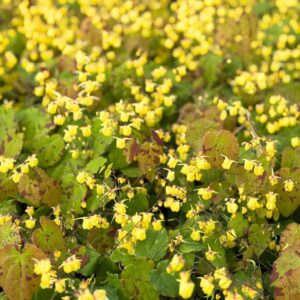 Tündérvirág (Epimedium 'Sunny and Share')