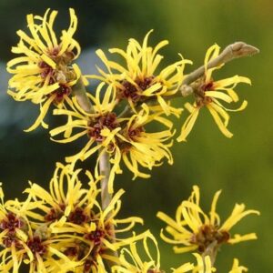 Varázsmogyoró (Hamamelis intermedia 'Pallida')