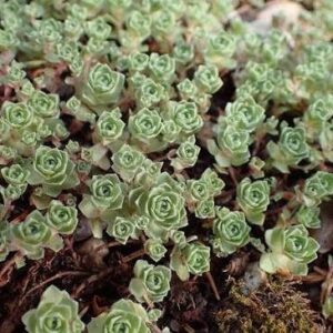 Vastaglevelű varjúháj (Crassula setulosa var. 'Curta')