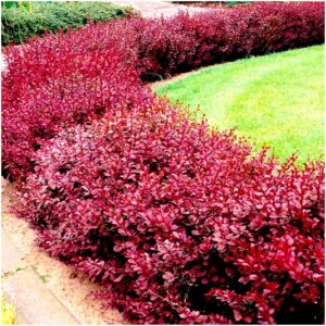 Vörös levelű törpe japán borbolya (Berberis thunbergii 'Atropurpurea Nana')